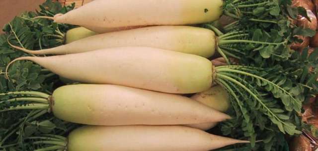 Daikon Radishes