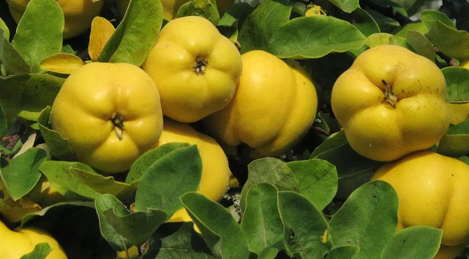 Is Quince a Quasi-apple?