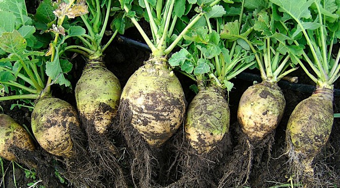 Rutabaga is a Delicious Root