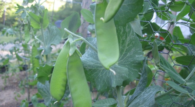 Simply Yummy Snow Peas